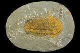 Hamatolenus vincenti Trilobite - Tinjdad, Morocco #139770-3
